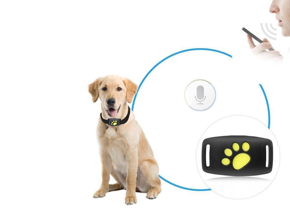 Cat GPS Tracker – Echtzeit-Ortung ohne Abo